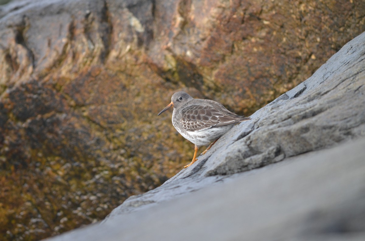 Purple Sandpiper - ML623945347