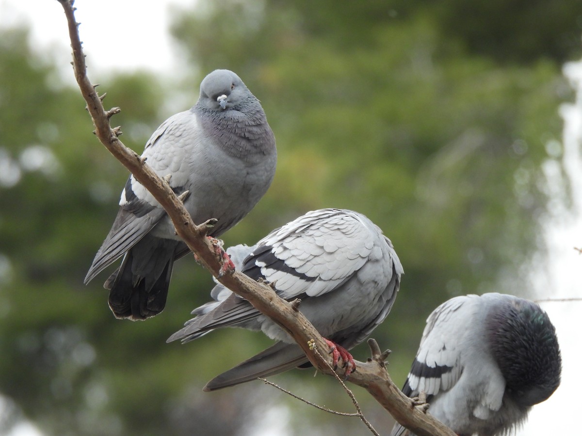 Rock Pigeon (Feral Pigeon) - ML623945362