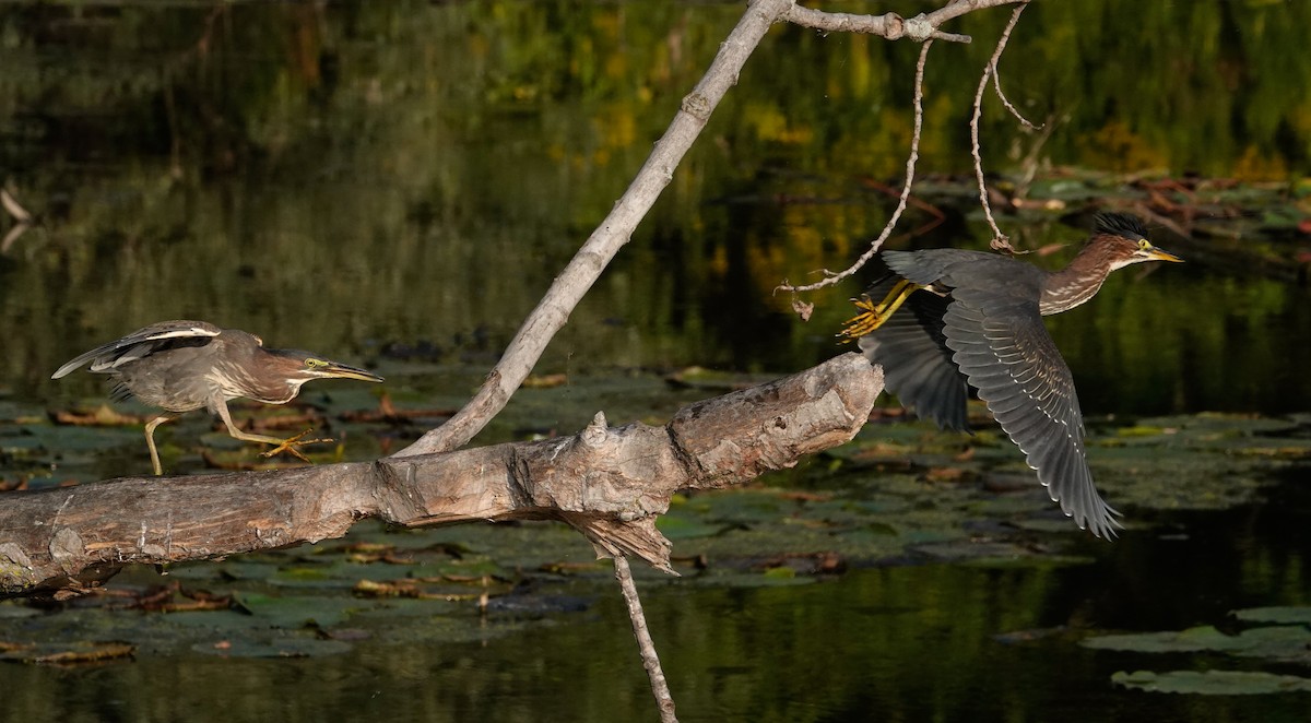 Green Heron - ML623945366