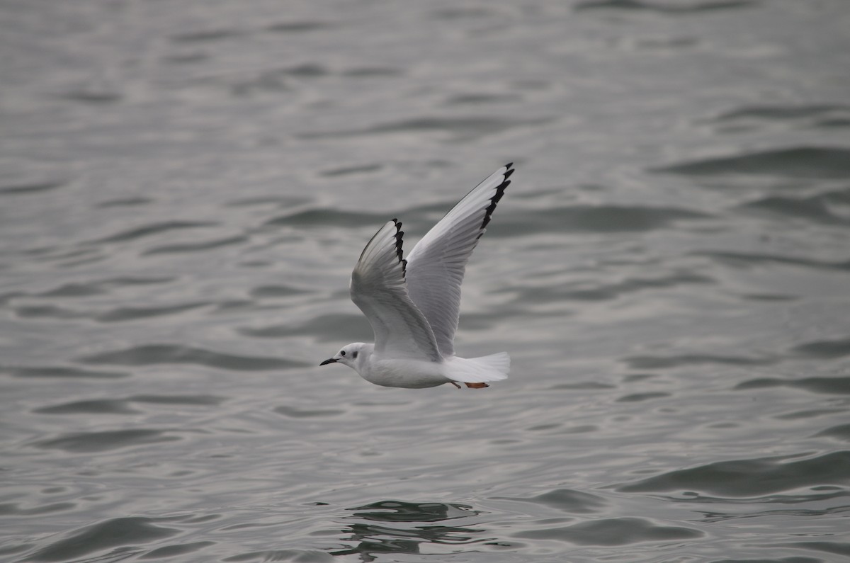 Bonaparte's Gull - ML623945369