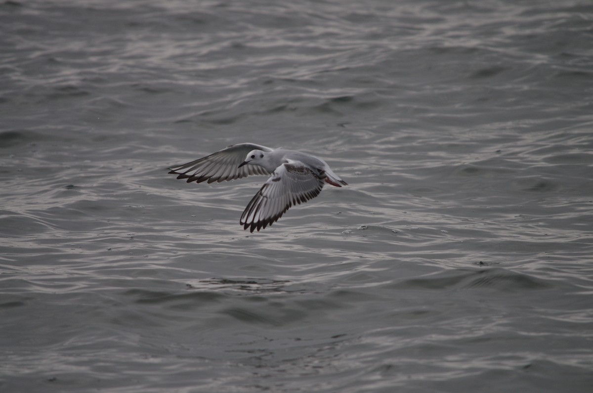 Bonaparte's Gull - ML623945371