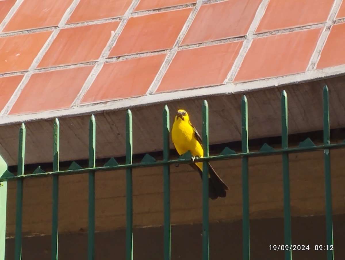 Oriole Blackbird - ML623945393