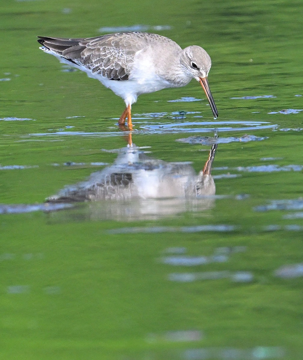 Common Redshank - ML623945397