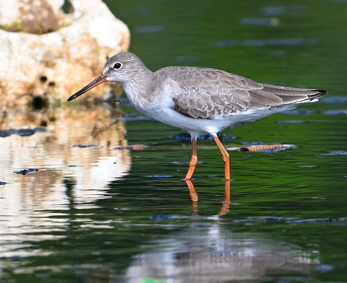 Common Redshank - MKBP Mahapatra