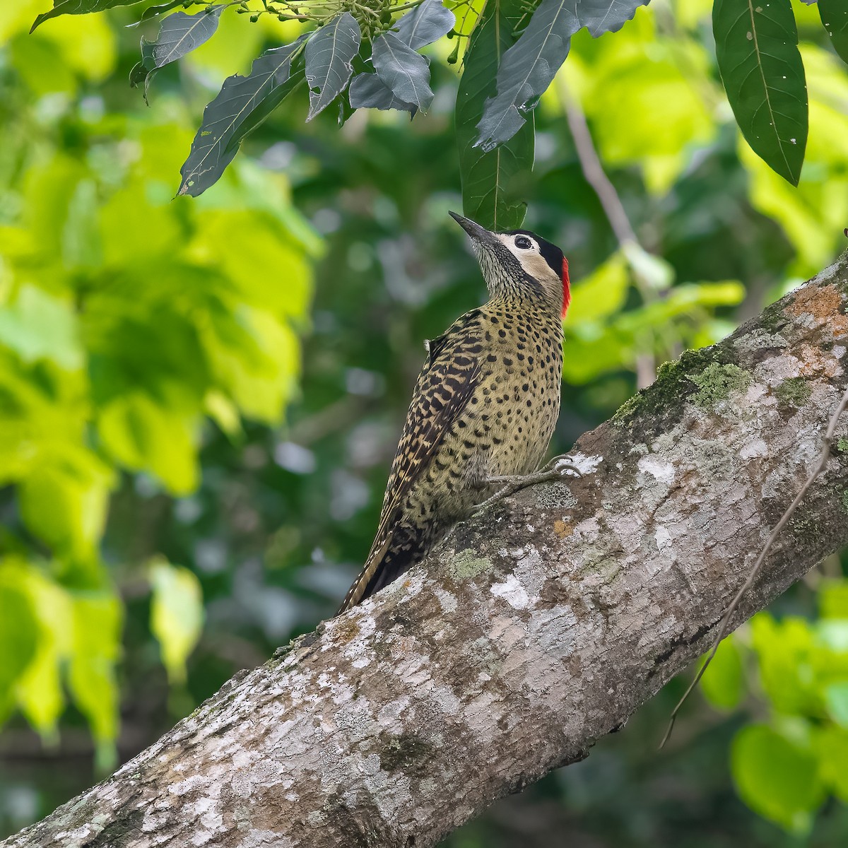 Green-barred Woodpecker - ML623945420