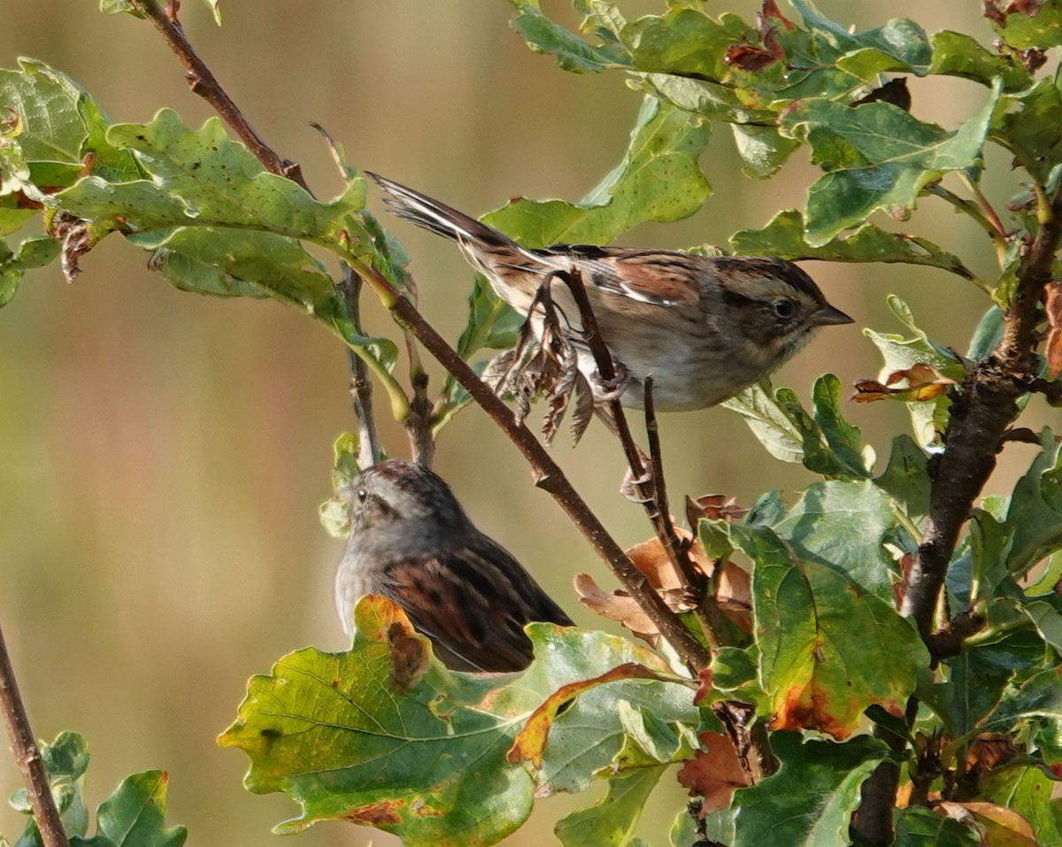 Swamp Sparrow - ML623945431