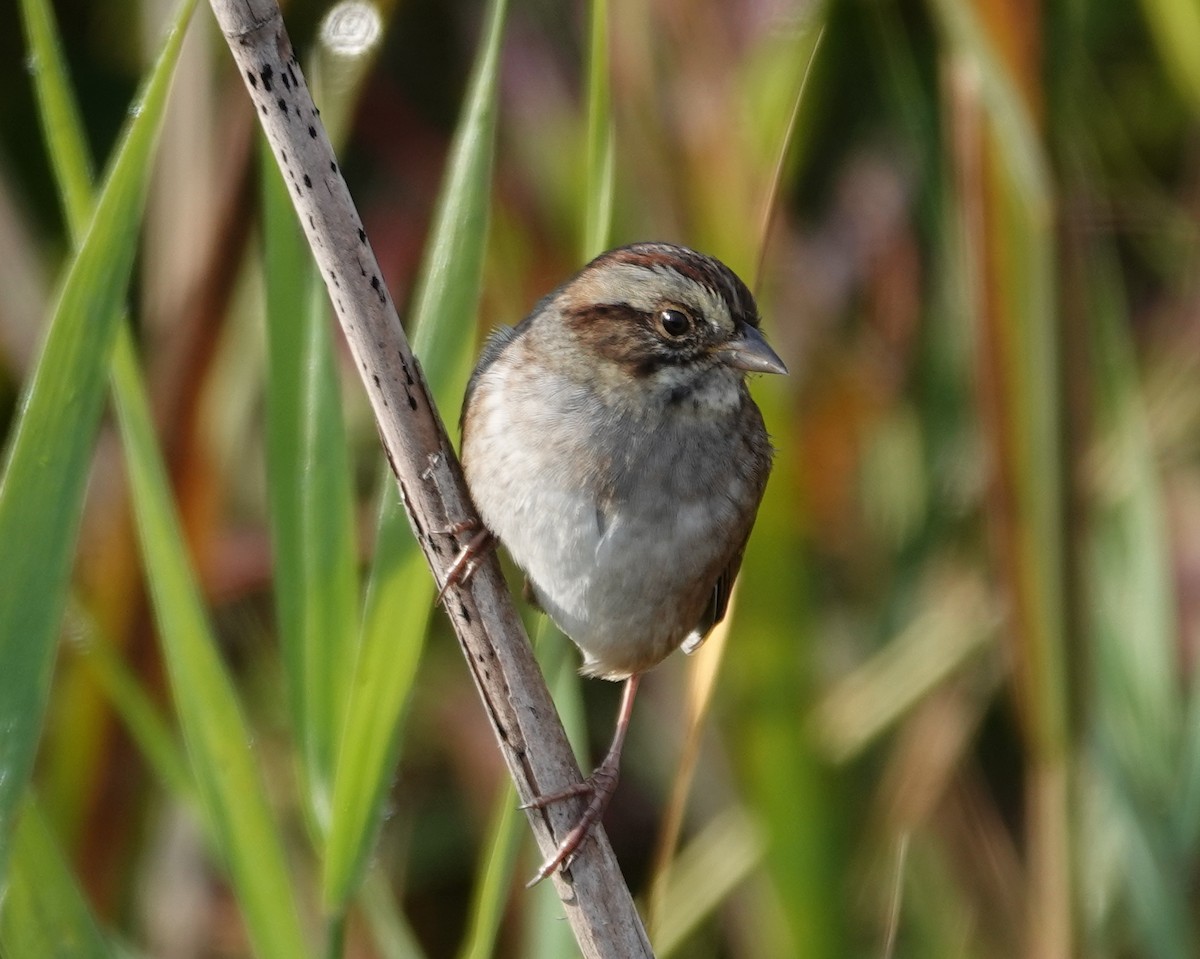 Swamp Sparrow - ML623945432