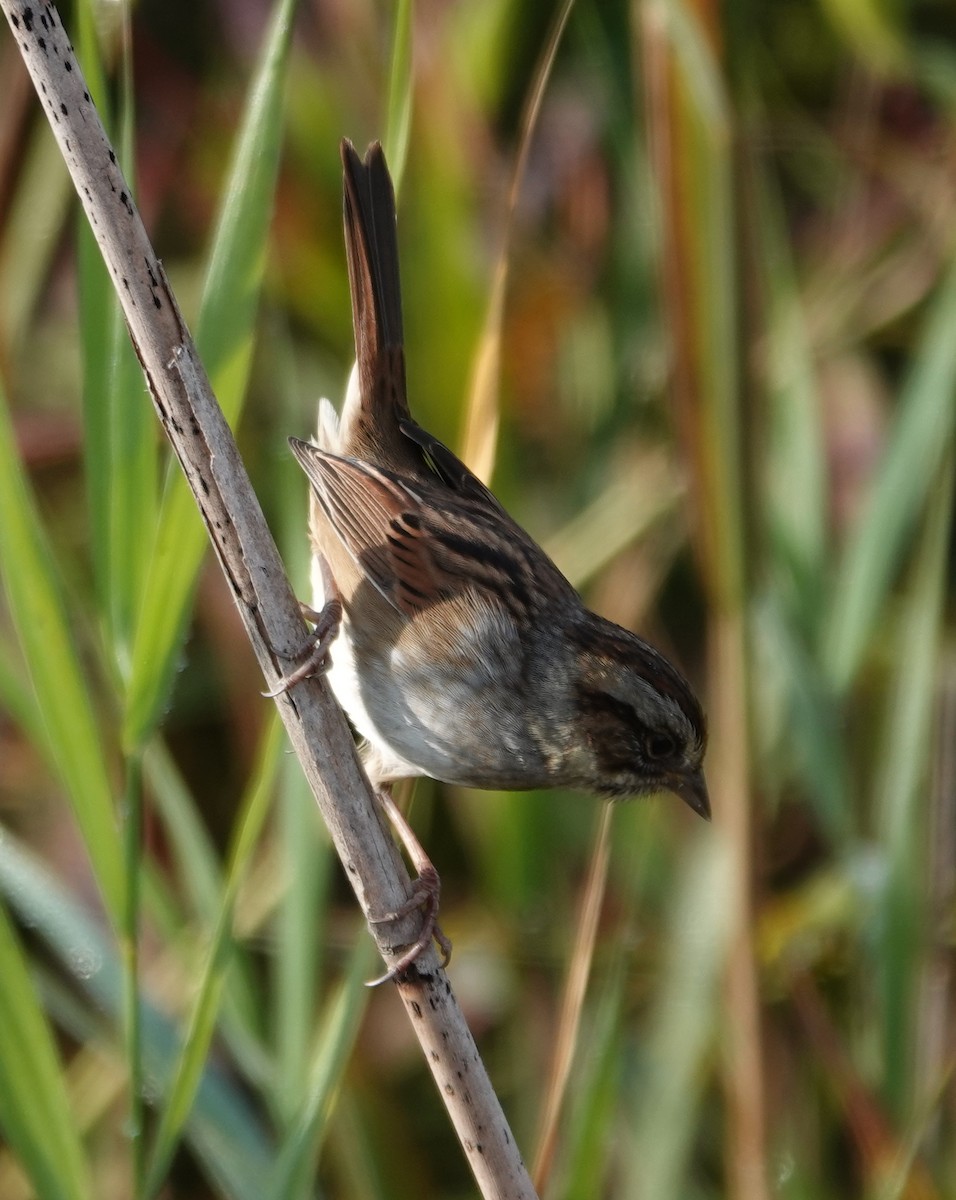 Swamp Sparrow - ML623945433