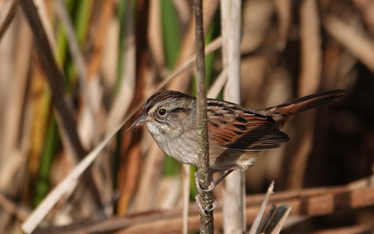 Swamp Sparrow - Michael DeWispelaere