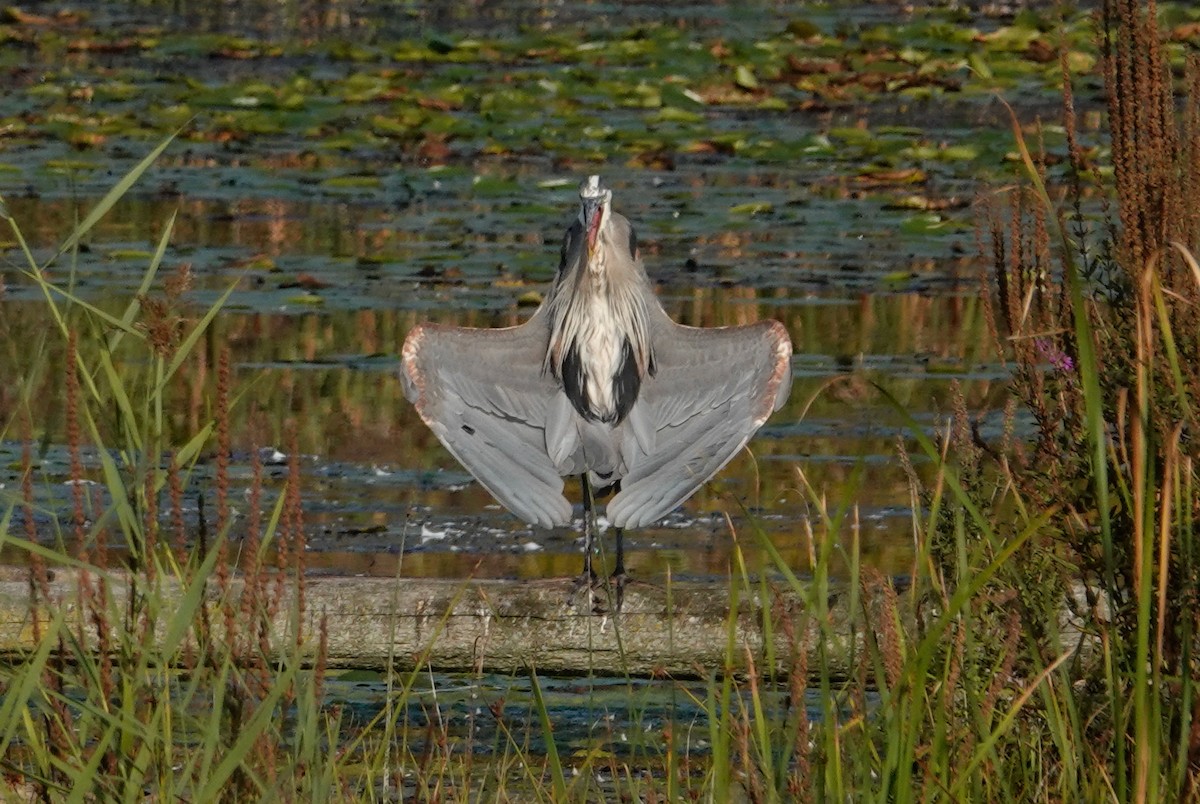 Great Blue Heron (Great Blue) - ML623945437