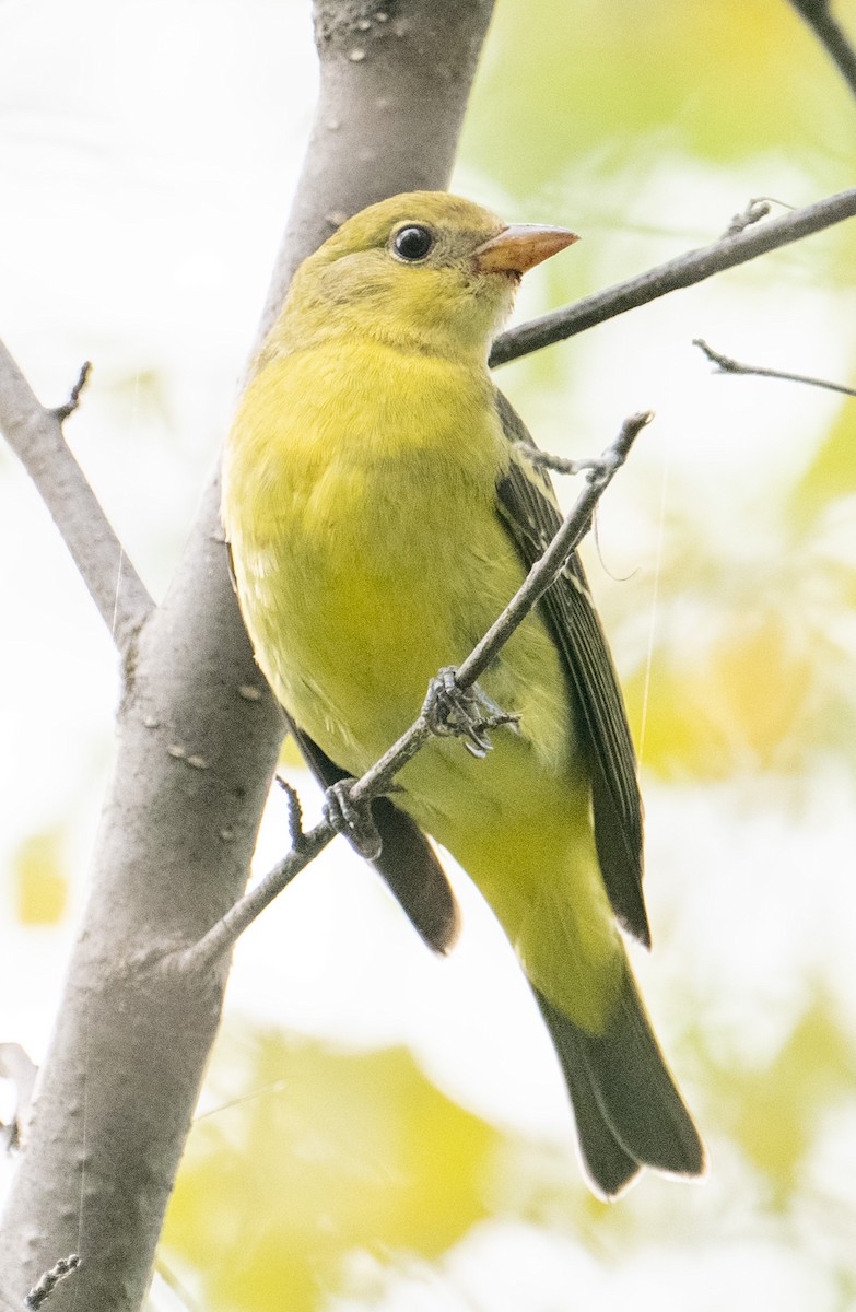 Western Tanager - ML623945441