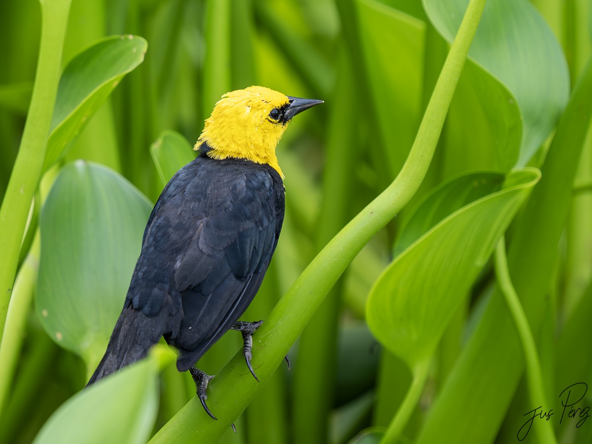 Yellow-hooded Blackbird - ML623945444