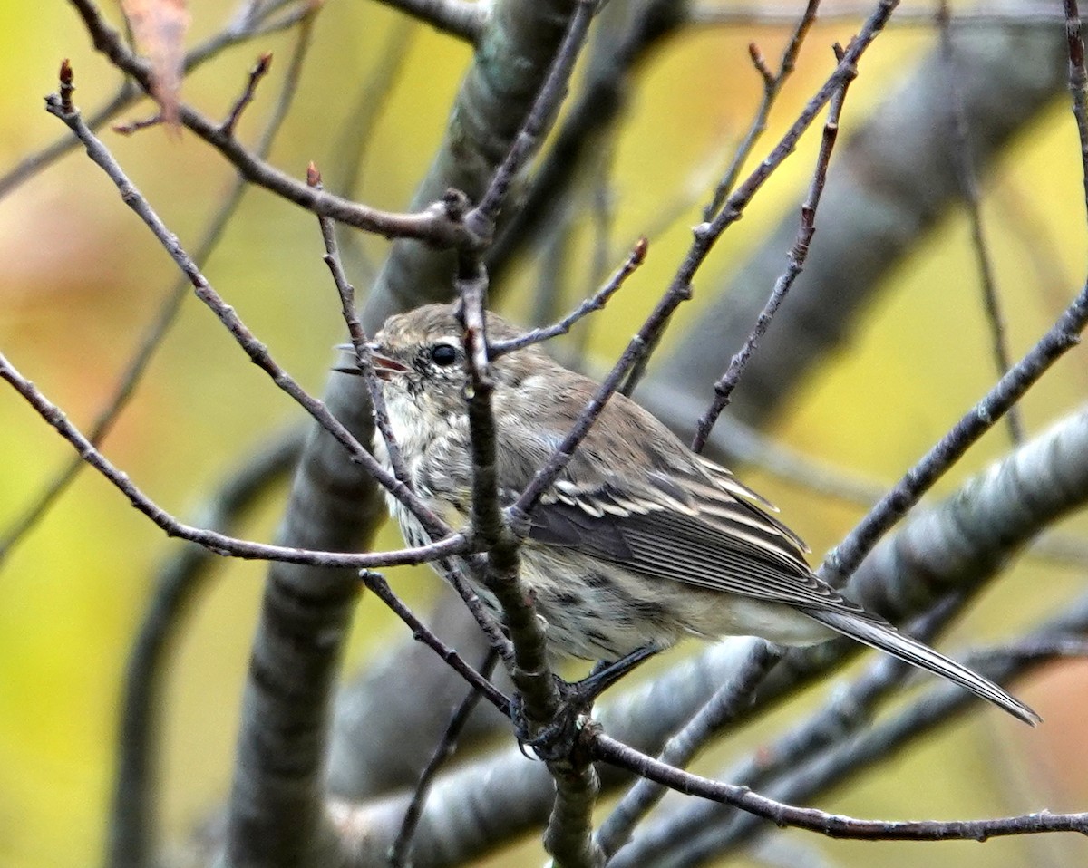 Yellow-rumped Warbler - Michael DeWispelaere