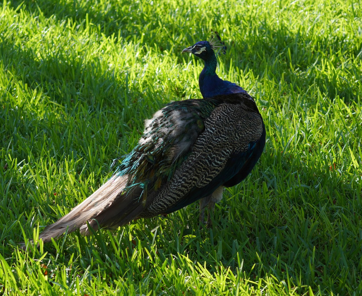 Indian Peafowl - ML623945489