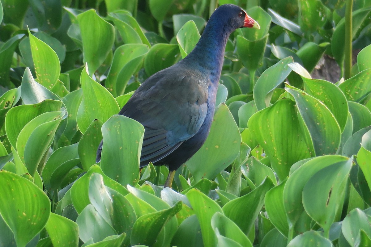 Pollo sultano della Martinica - ML623945492