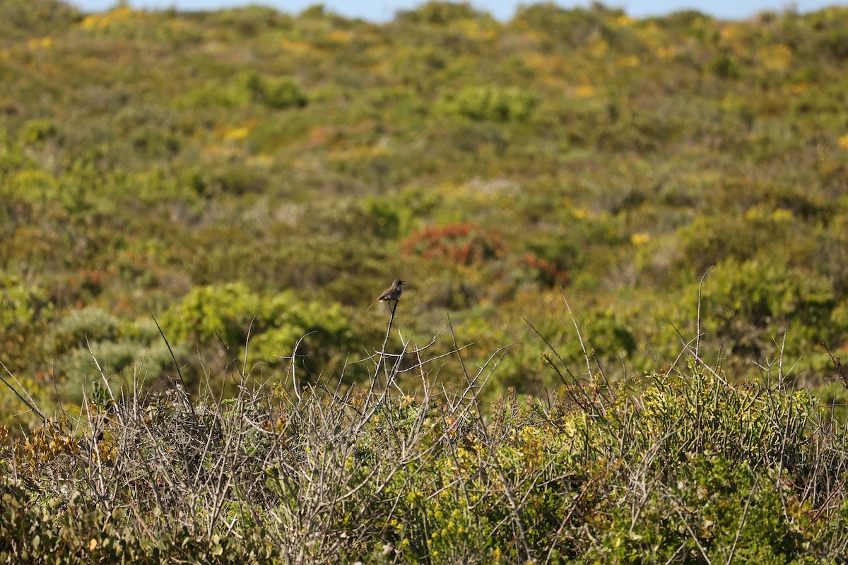 Cape Robin-Chat - ML623945494