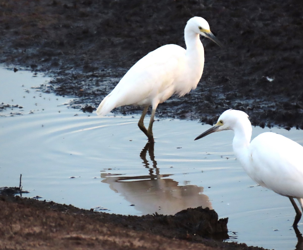 Snowy Egret - ML623945502