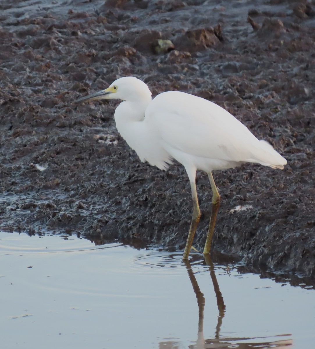 Snowy Egret - ML623945503