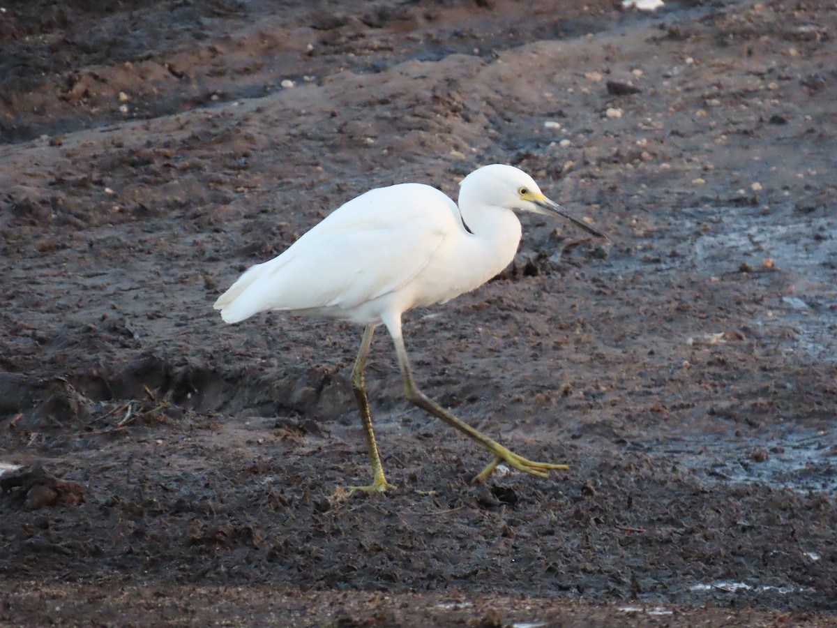 Snowy Egret - ML623945505