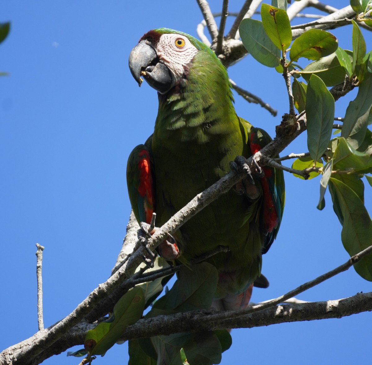 Chestnut-fronted Macaw - ML623945507