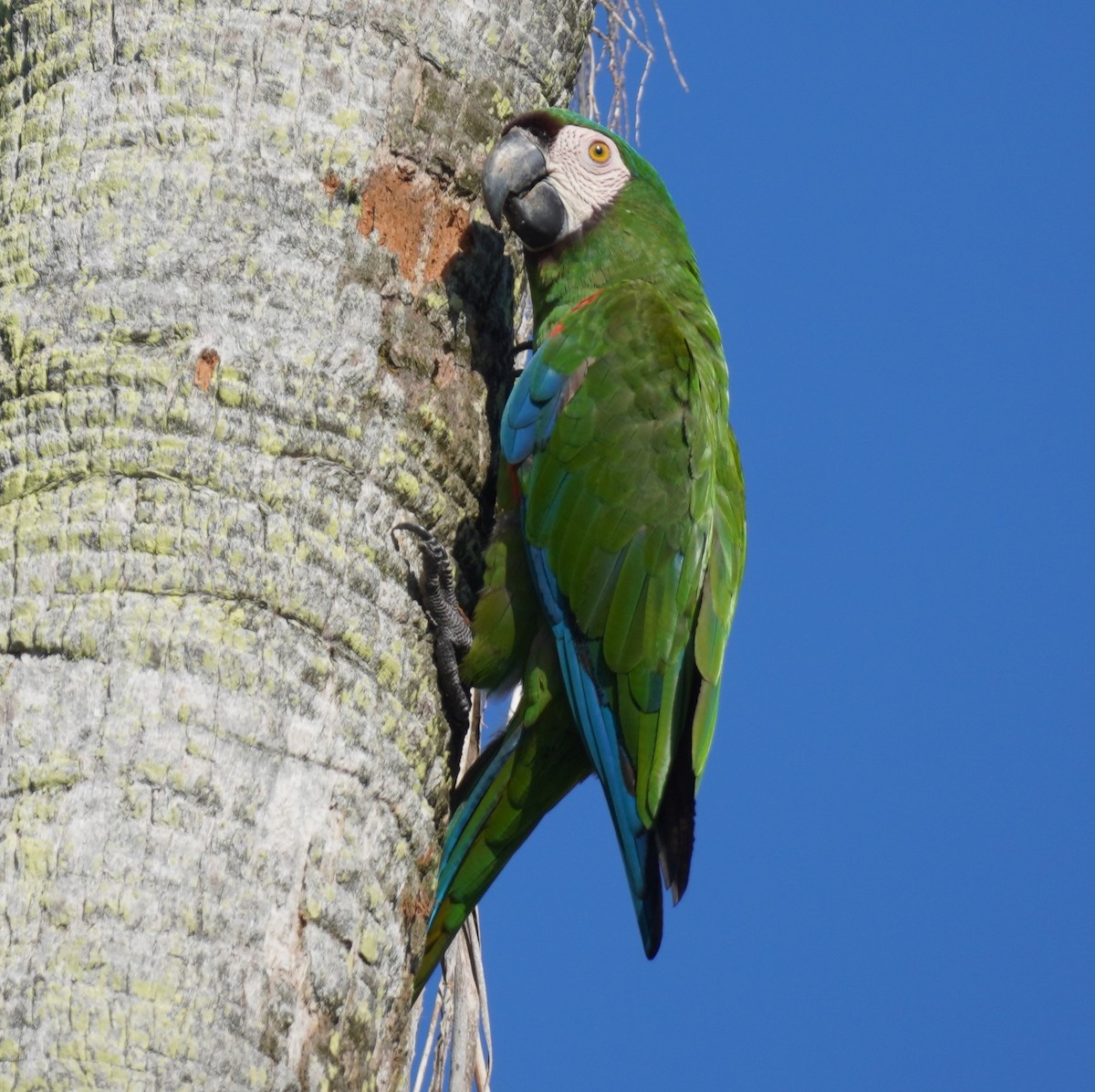 Chestnut-fronted Macaw - ML623945509