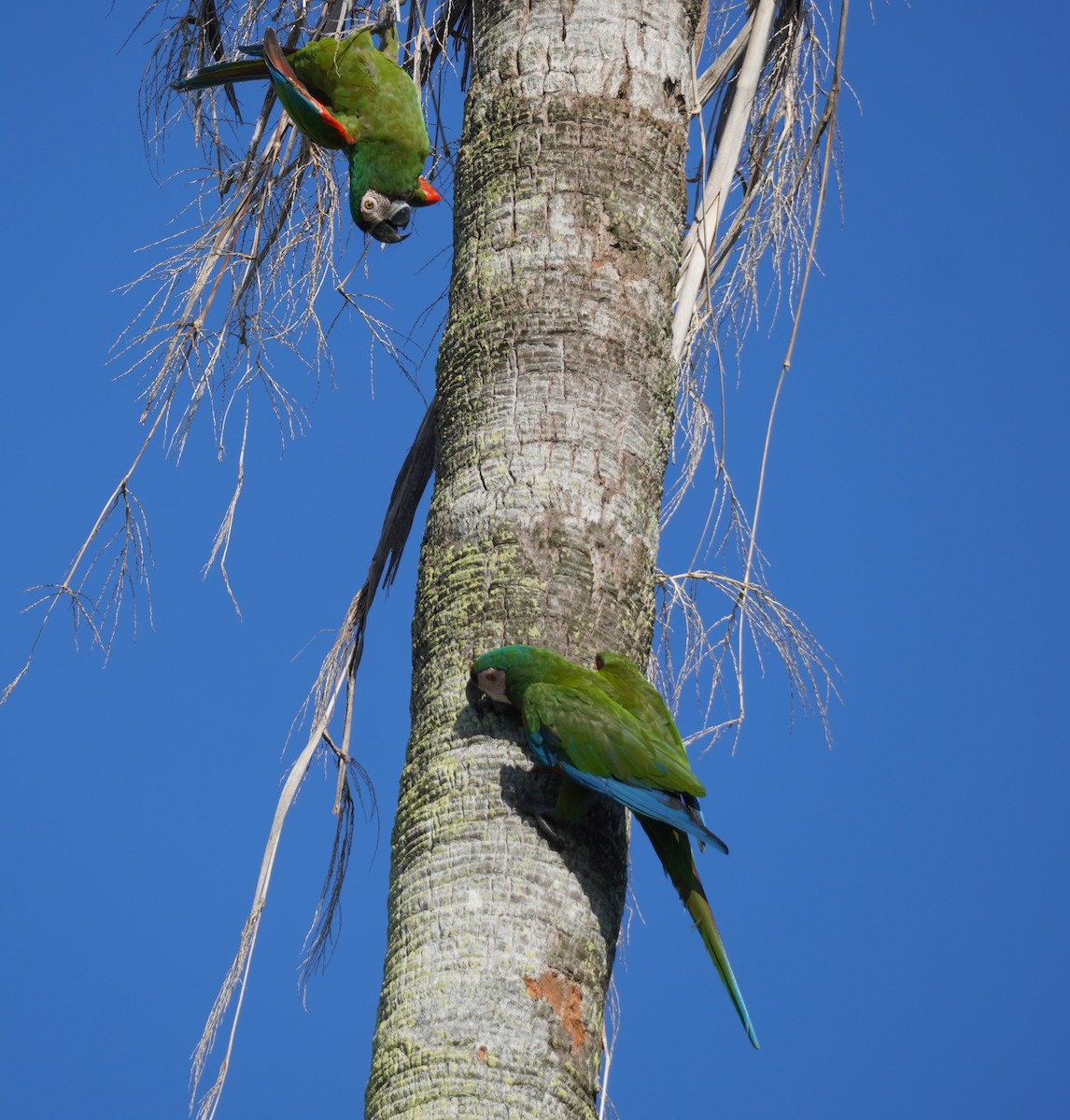 Chestnut-fronted Macaw - ML623945514