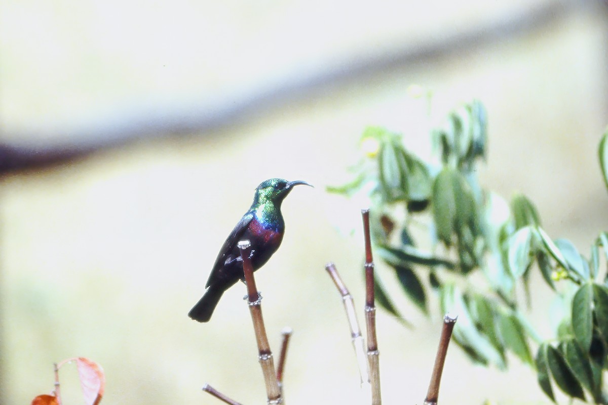 Tsavo Sunbird - ML623945520