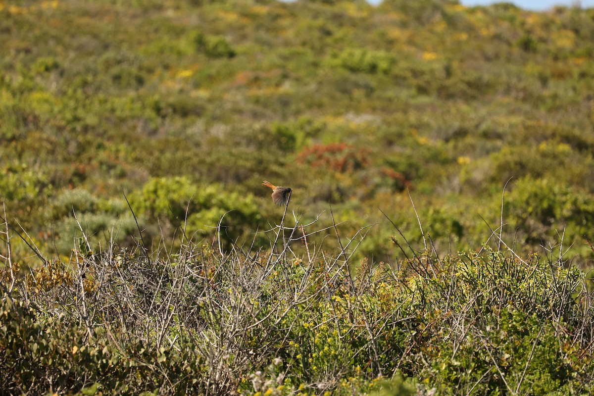 Cape Robin-Chat - ML623945521