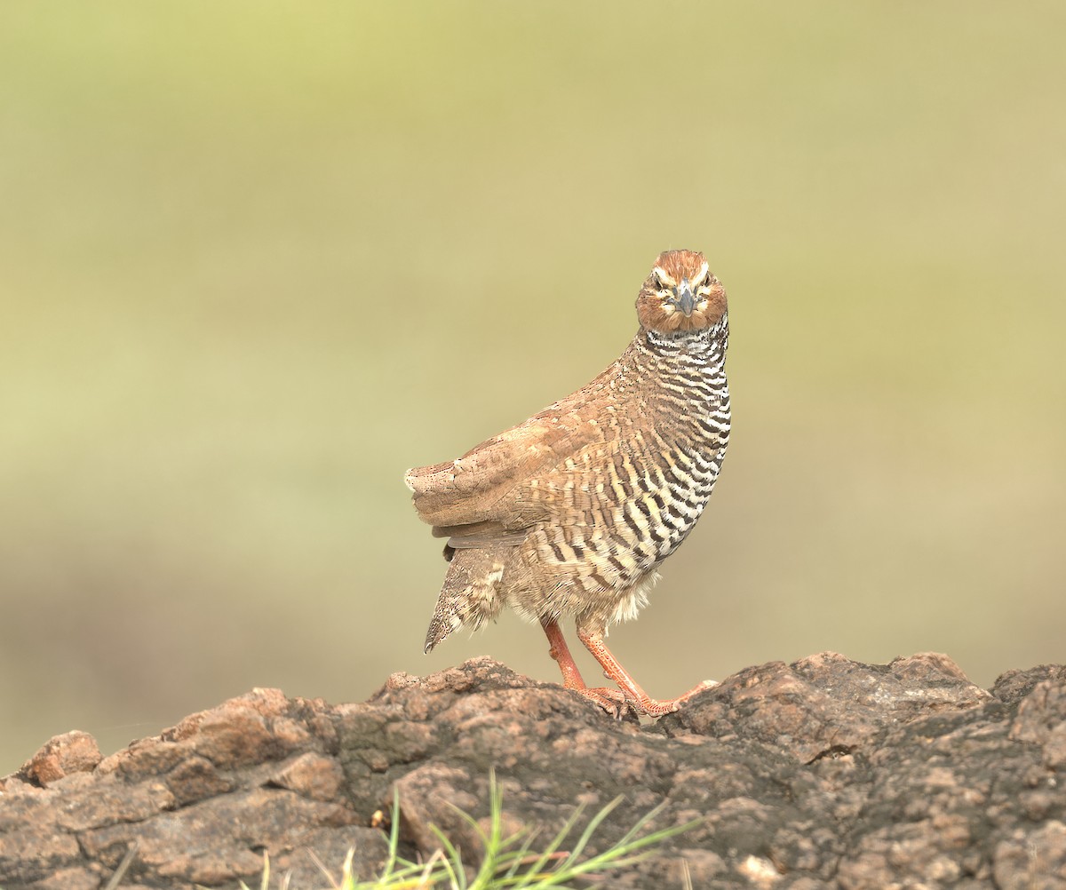 Rock Bush-Quail - ML623945526