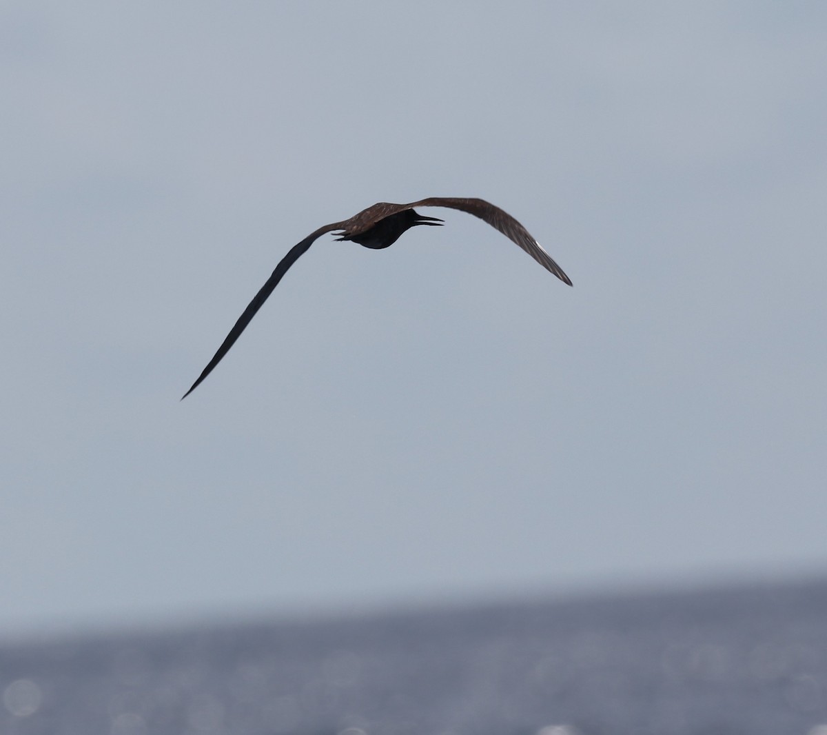 Sooty Tern - ML623945553