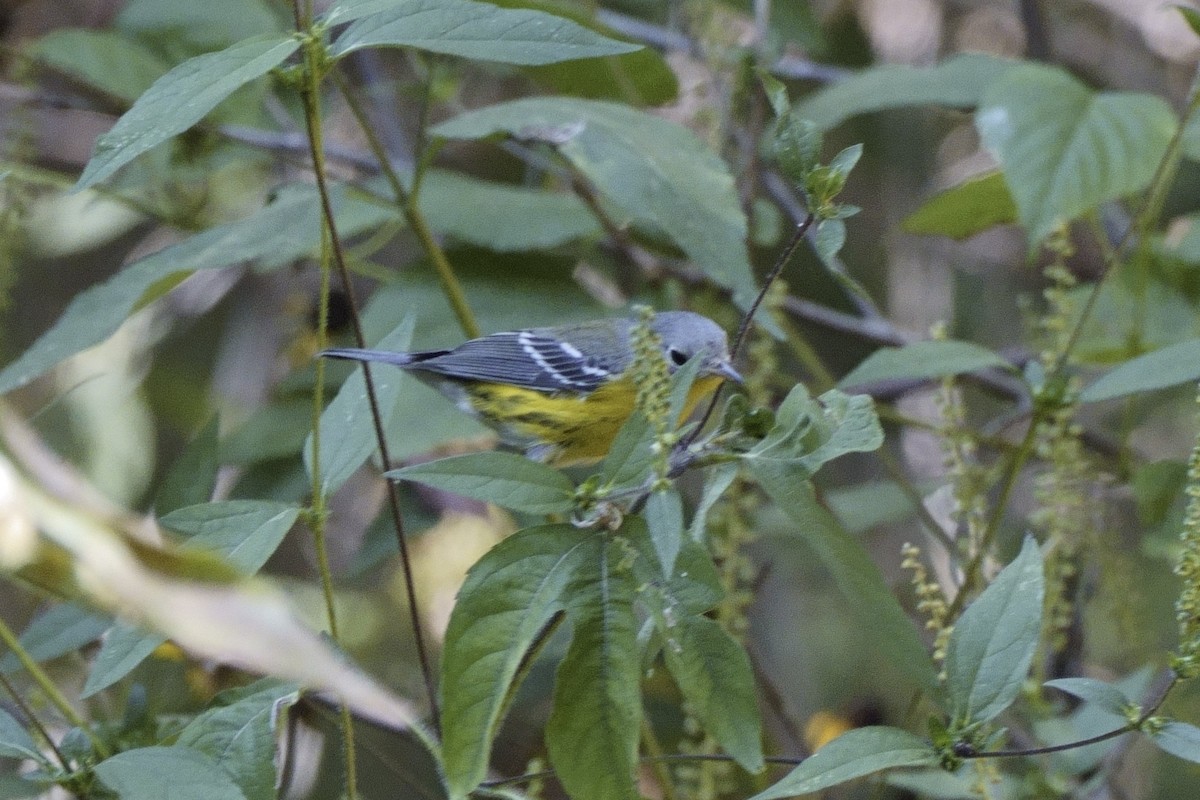 Magnolia Warbler - ML623945567