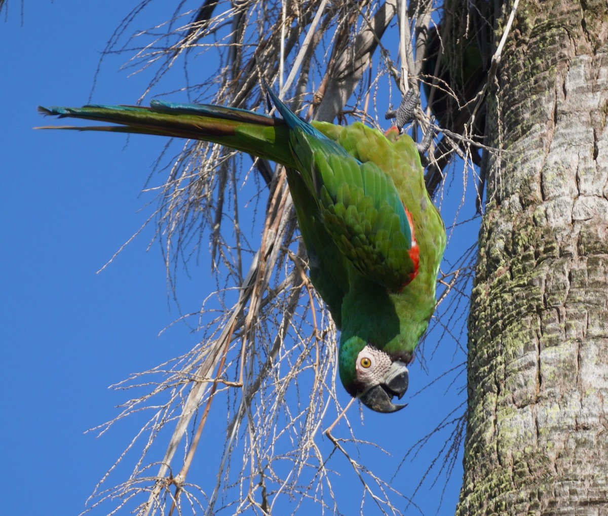 Chestnut-fronted Macaw - ML623945589