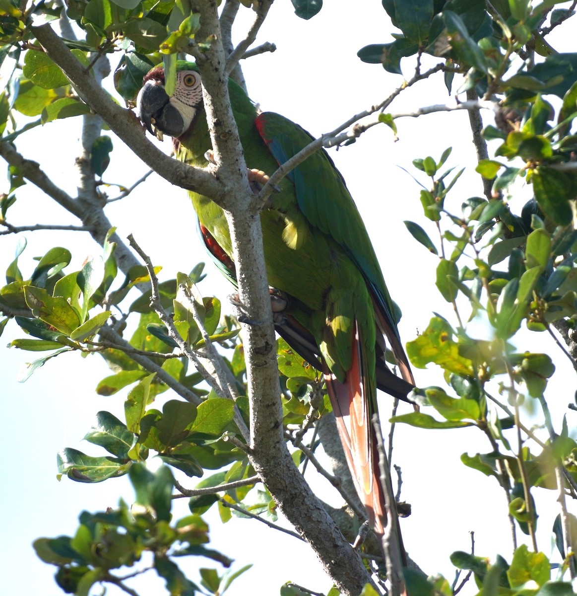 Chestnut-fronted Macaw - ML623945604