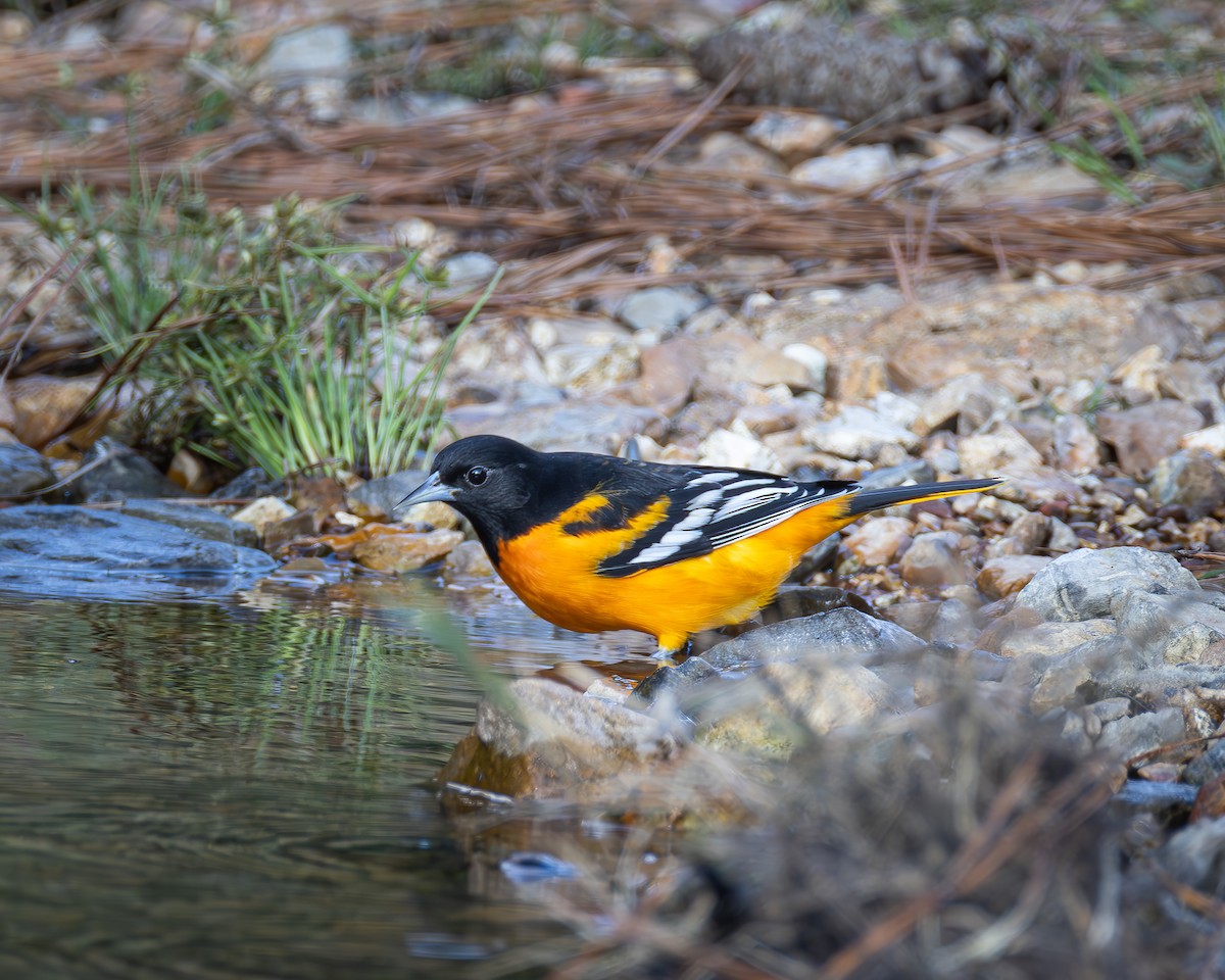 Oriole de Baltimore - ML623945625