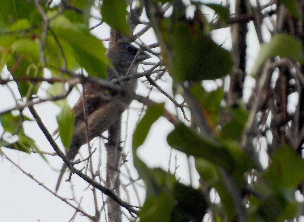 Blue Grosbeak - ML623945630