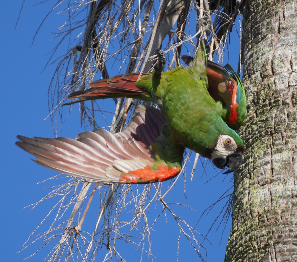 Chestnut-fronted Macaw - ML623945631