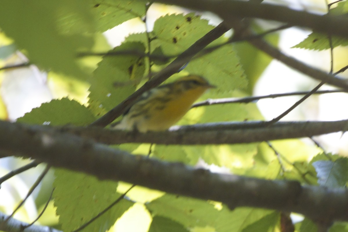 Blackburnian Warbler - ML623945632