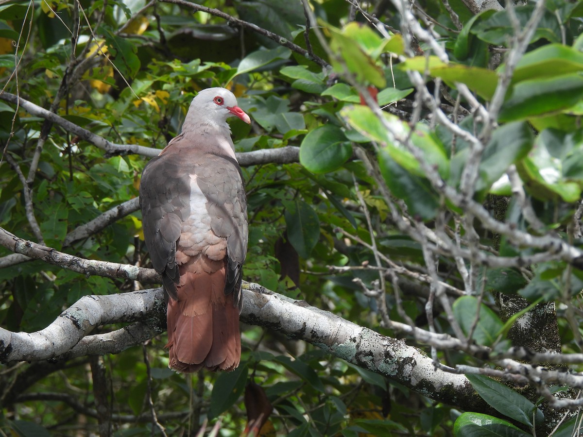 Pink Pigeon - ML623945640