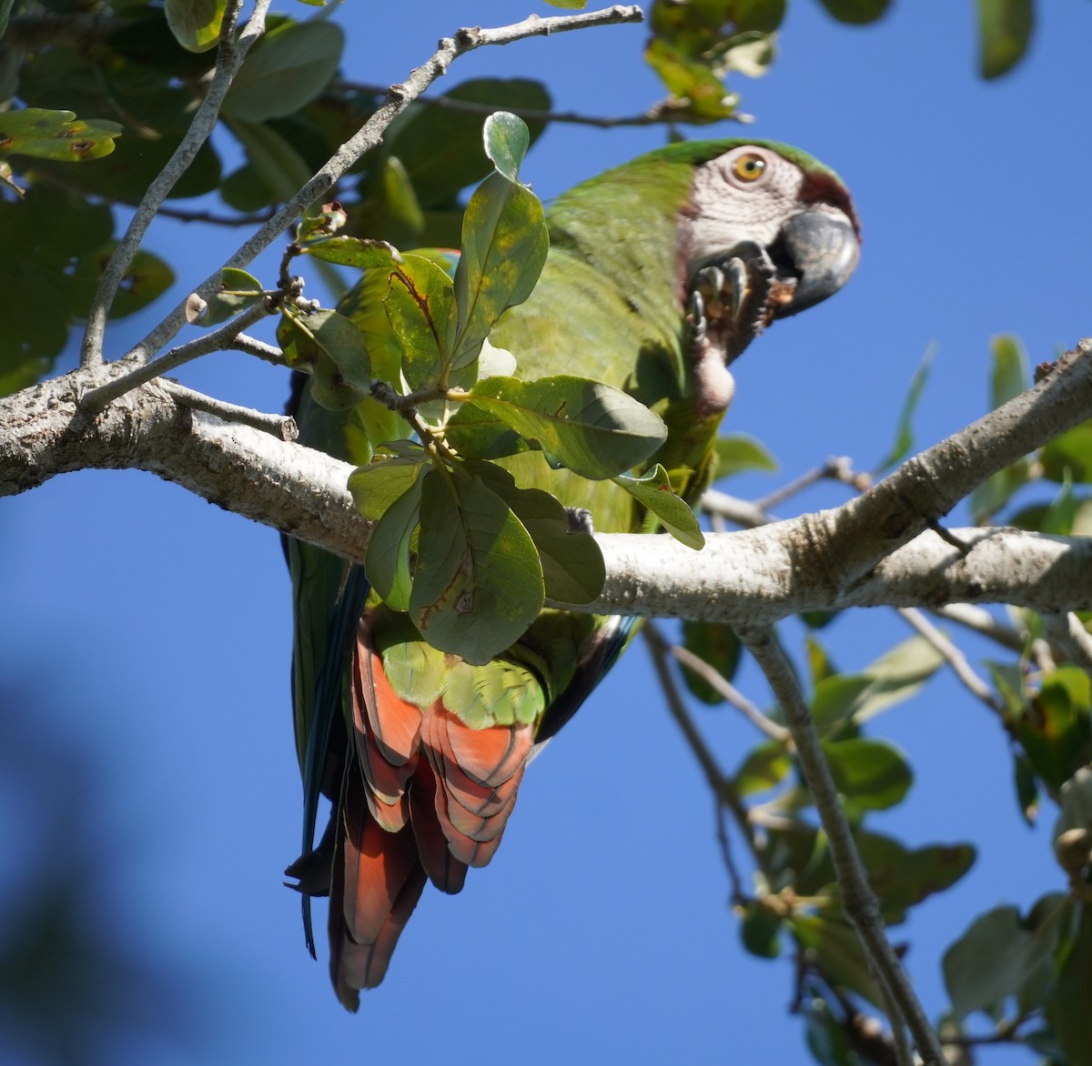 Chestnut-fronted Macaw - ML623945642