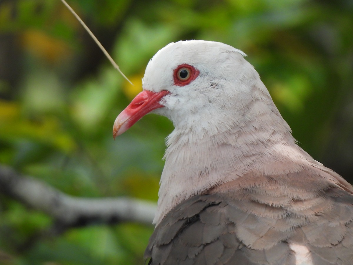 Pink Pigeon - ML623945644