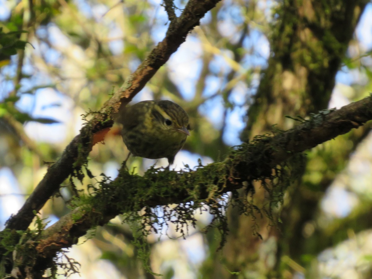 Sharp-billed Treehunter - ML623945647