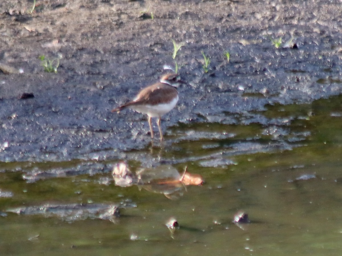 Killdeer - ML623945648