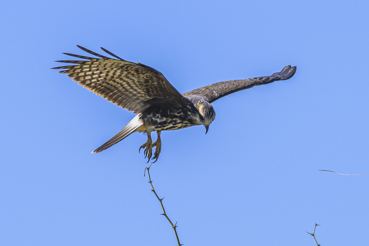 Snail Kite - Amed Hernández