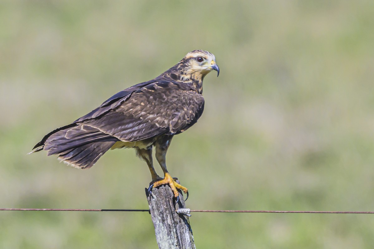 Snail Kite - Amed Hernández