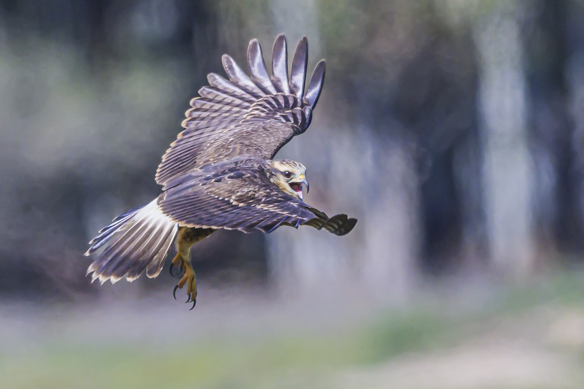 Snail Kite - Amed Hernández