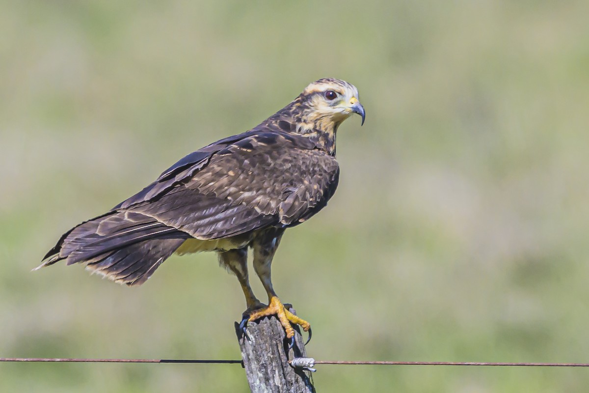 Snail Kite - ML623945657