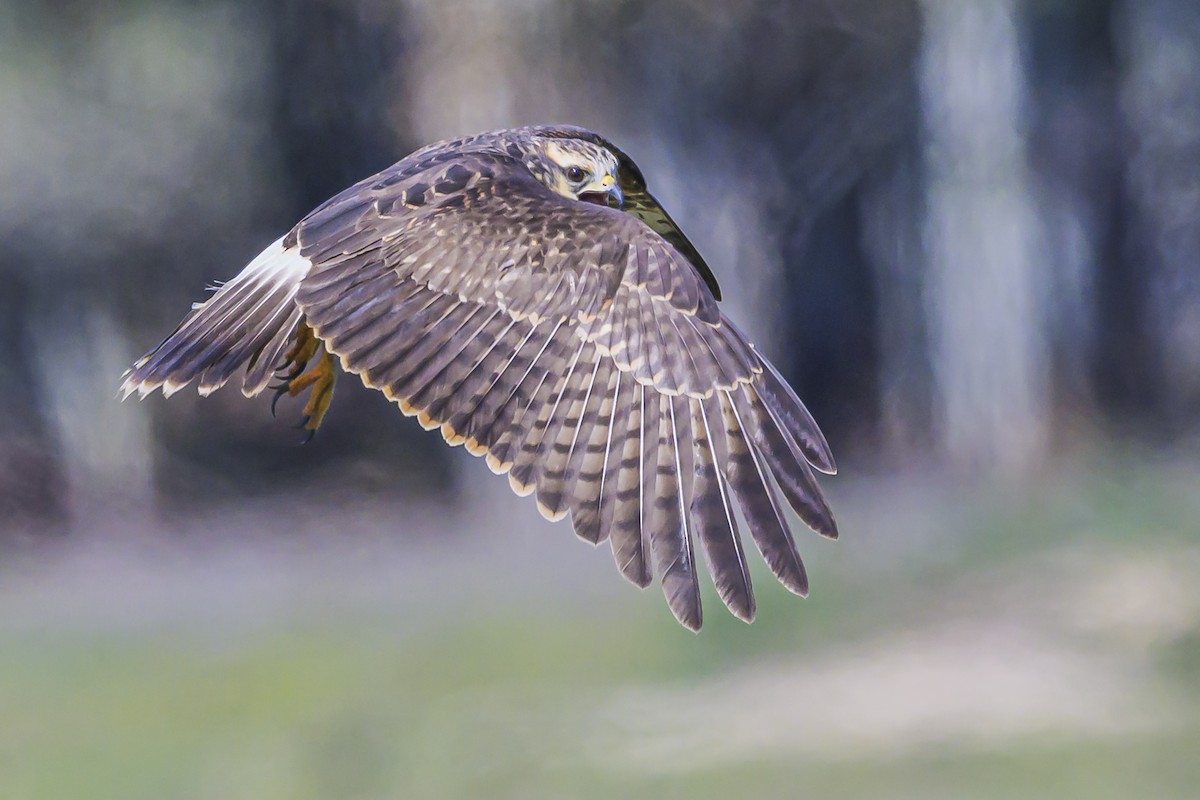 Snail Kite - ML623945658