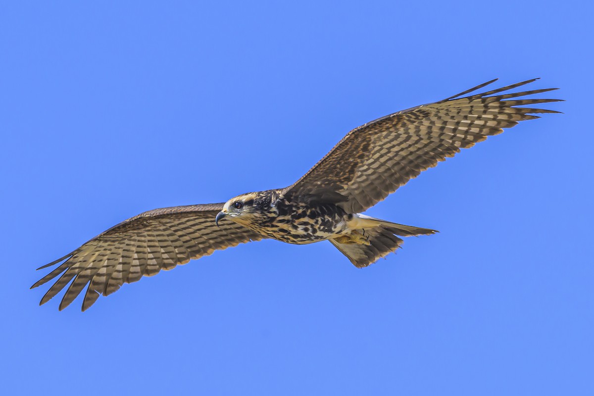 Snail Kite - ML623945661