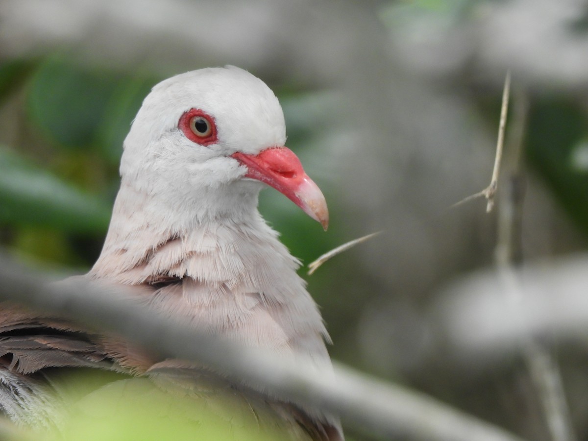 Pink Pigeon - Adrián Colino Barea
