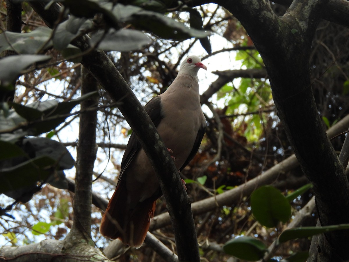 Pink Pigeon - ML623945671